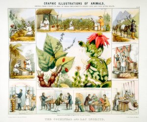 Cochenille- og lakinsekter, c1850
