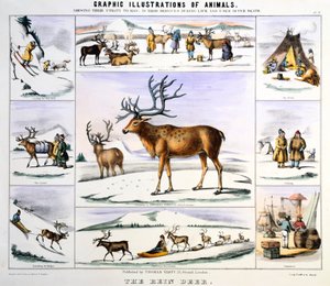 Rensdyret, c1850