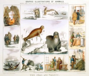 Sælen og hvalrossen, c1850