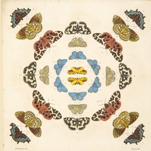 Detalje fra plade III, fra A Rare Depiction of Butterflies and Moths, pub. 1764 (håndkoloreret gravering) af Benjamin Wilkes