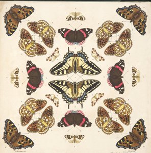 Detalje fra planche II fra A Rare Depiction of Butterflies and Moths, pub. 1764 (håndkoloreret gravering)