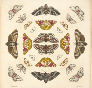 Detalje fra planche IV, fra A Rare Depiction of Butterflies and Moths, pub. 1764 (håndkoloreret gravering)