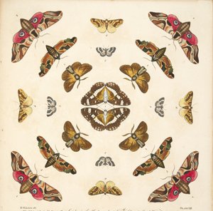 Detalje fra plade VIII, fra A Rare Depiction of Butterflies and Moths, pub. 1764 (håndfarvet gravering)