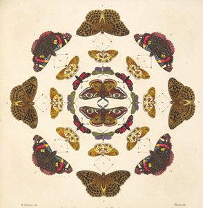 Detalje fra plade VII, fra A Rare Depiction of Butterflies and Moths, pub. 1764 (håndfarvet gravering)
