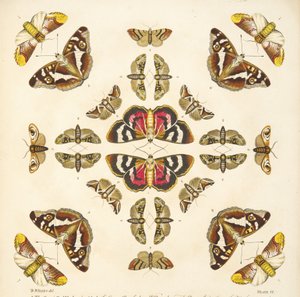 Detalje fra plade VI, fra A Rare Depiction of Butterflies and Moths, pub. 1764 (håndfarvet gravering) af Benjamin Wilkes