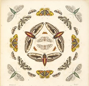 Detalje fra plade V, fra A Rare Depiction of Butterflies and Moths, pub. 1764 (håndfarvet gravering)