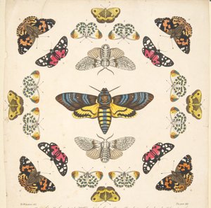 Detalje fra plade XII, fra A Rare Depiction of Butterflies and Moths, pub. 1764 (håndfarvet gravering) af Benjamin Wilkes