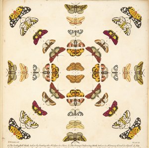 Detalje fra plade XI, fra A Rare Depiction of Butterflies and Moths, pub. 1764 (håndfarvet gravering)
