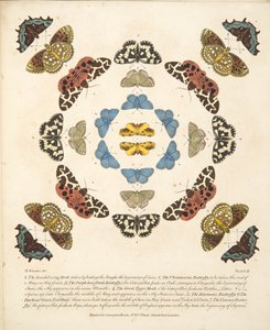 Tavle III, fra A Rare Depiction of Butterflies and Moths, udgivet af A Rare Depiction of Butterflies and Moths, pub. 1764 (håndkoloreret gravering)