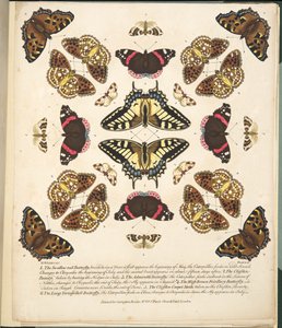 Tavle II, fra A Rare Depiction of Butterflies and Moths, udgivet af A Rare Depiction of Butterflies and Moths, pub. 1764 (håndkoloreret gravering)