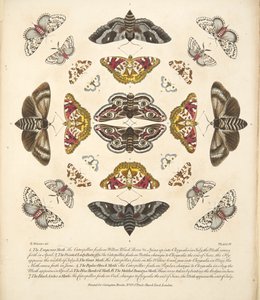 Tavle IV, fra A Rare Depiction of Butterflies and Moths, udgivet af A Rare Depiction of Butterflies and Moths, pub. 1764 (håndkoloreret gravering)