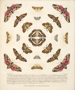 Tavle VIII, fra A Rare Depiction of Butterflies and Moths, pub. 1764 (håndfarvet gravering)