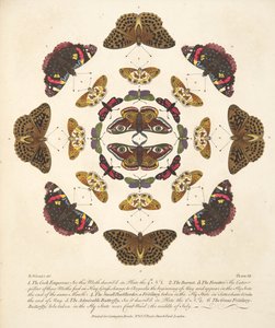 Tavle VII, fra A Rare Depiction of Butterflies and Moths, udgivet af A Rare Depiction of Butterflies and Moths, pub. 1764 (håndkoloreret gravering) af Benjamin Wilkes