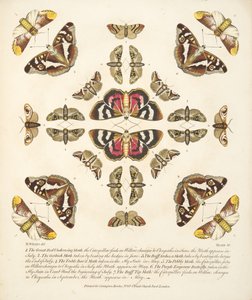 Tavle VI, fra A Rare Depiction of Butterflies and Moths, pub. 1764 (håndfarvet gravering) af Benjamin Wilkes