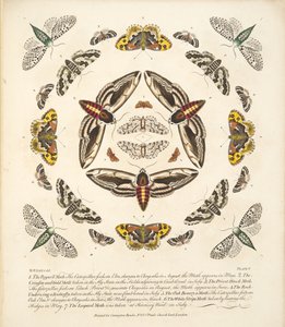 Tavle V, fra A Rare Depiction of Butterflies and Moths, pub. 1764 (håndfarvet gravering)