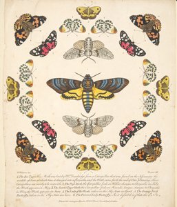 Tavle XII, fra A Rare Depiction of Butterflies and Moths, pub. 1764 (håndfarvet gravering) af Benjamin Wilkes