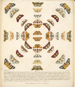 Tavle XI, fra A Rare Depiction of Butterflies and Moths, pub. 1764 (håndfarvet gravering) af Benjamin Wilkes