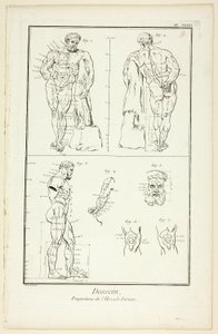 Design: Proportioner af Farnese Hercules, fra Encyclopédie af Benoit Louis Prevost