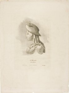 Slagter-kvinden, fra Arts et Métiers