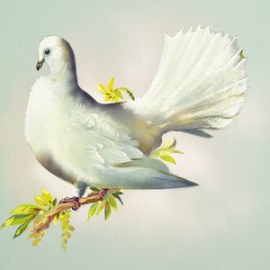 Fantail Dove (gouache på papir)