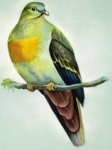 Stor grøn due (gouache på papir)