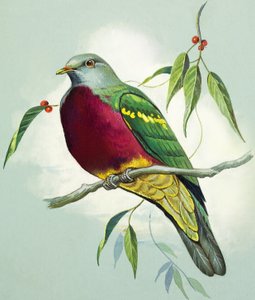 Magnificent Fruit Pigeon (gouache på papir)