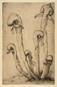Darlingtonia af Bertha E. Jaques