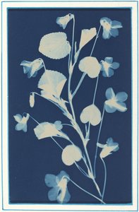 Uden titel, c. 1900. af Bertha Evelyn Jacques