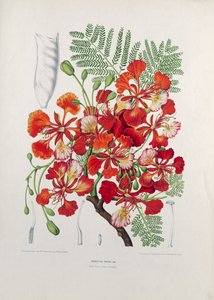 Poinciana Regia, illustration fra udvalgte blomster, frugter og blade af floraen og pomona på øen Java, indgraveret af G. Severeyns, 1885 (farvet kromolitografi)