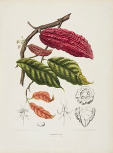 Theobroma, kakaotræ, c1840-1890. af Berthe Hoola van Nooten