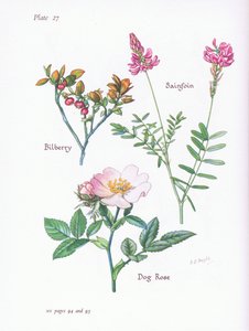 Blåbær eller blåbær, hunderose, sanfoin, 1951 af Bessie D. Inglis