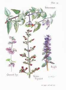 Bittersød, Ground Ivy, Bugle, Water Figwort, 1951 af Bessie D. Inglis