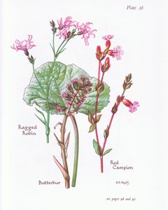 Rødtjørn, Ragged Robin, Rød Campion, 1951 af Bessie D. Inglis
