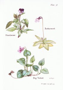 Heartsease, Hundeviol, Butterwort, 1951 af Bessie D. Inglis