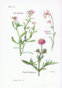 Ladys kittel eller gøgeblomst, markfnat, havraket, 1951 af Bessie D. Inglis