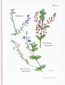 Milkwort, Brooklime, Speedwell, Germander Speedwell