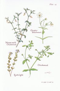 Mouse-eared Chickweed, Greater Stitchwort, Chickweed, Eyebright, 1951