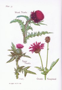 Moskustidsel, Spydtidsel, Greater Knapweed, 1951