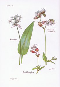 Ramsløg, Blære Campion, Sea Campion, 1951 af Bessie D. Inglis
