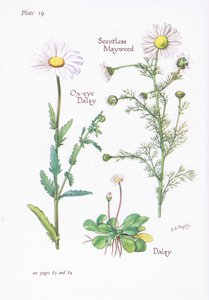 Scentless Mayweed, Daisy, Ox-Eye Daisy, 1951 af Bessie D. Inglis