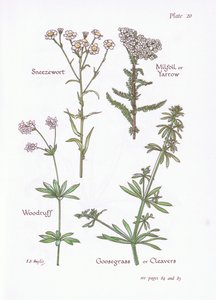 Nysurt, milfoil eller røllike, skovkrans, gåsegræs eller kløver, 1951