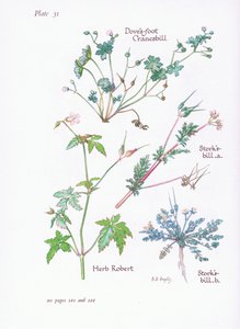 Storks Bill, Doves Foot, Cranesbill, Herb Robert, 1951 af Bessie D. Inglis