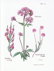 Baldrian, Heather or Ling, Cross Leaved Heath, 1951 af Bessie D. Inglis