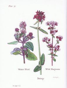 Vandmynte, vild merian, Betony, 1951 af Bessie D. Inglis
