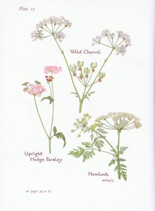 Wild Chevril, Hemlock, Upright Hedge Persille, 1951 af Bessie D. Inglis