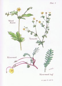 Wood Avens, Tormentil, Silverweed, 1951 af Bessie D. Inglis