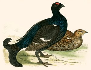 Birkhøns