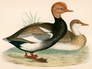 Rød Crested Fløjteand