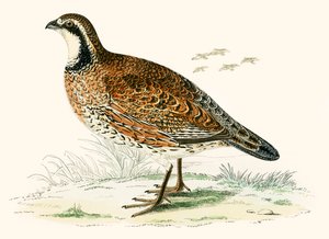 Virginian Agerhøne