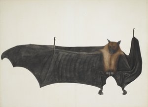 Stor indisk frugtflagermus, ca. 1777-82. af Bhawani Das